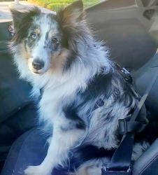 Lost Female Dog last seen Brabham and Calle Albara, El Cajon, CA 92019