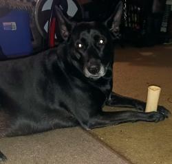 Lost Female Dog last seen Benson and Arrow, Upland, CA 91786