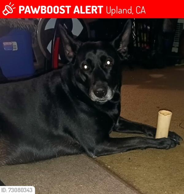 Lost Female Dog last seen Benson and Arrow, Upland, CA 91786