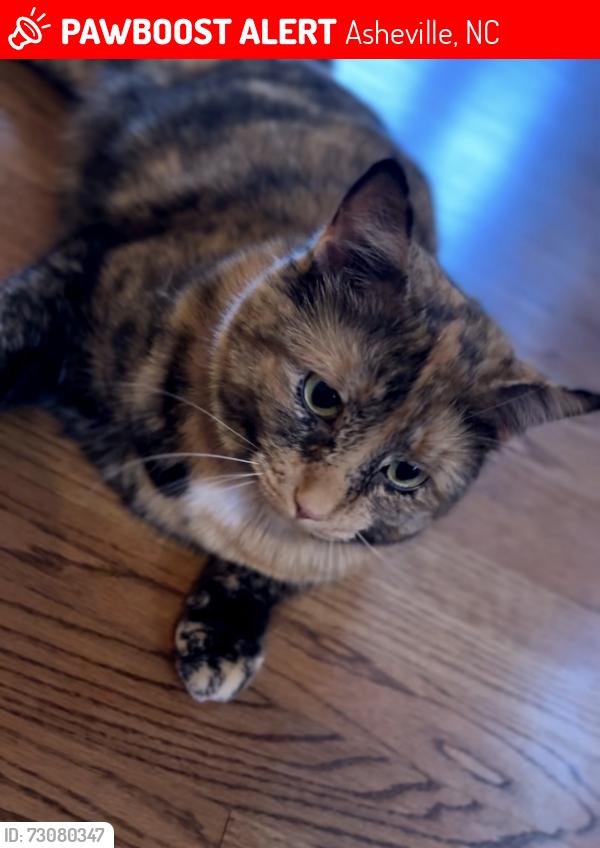 Lost Female Cat last seen Kenilworth, behind the Asheville Mall and around the railroad tracks, Asheville, NC 28801