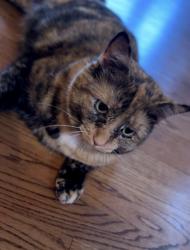 Lost Female Cat last seen Kenilworth, behind the Asheville Mall and around the railroad tracks, Asheville, NC 28801