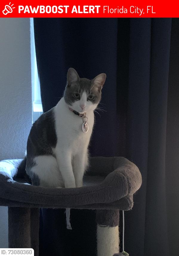 Lost Female Cat last seen Community on the left side of Florida city post office, Florida City, FL 33034