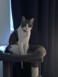 Lost Female Cat last seen Community on the left side of Florida city post office, Florida City, FL 33034