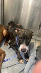 Shelter Stray Female Dog last seen Near N Bend Drive, AUSTIN, TX, 78758, 7201 Levander Loop bldg a, Austin, TX 78702, USA