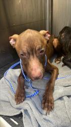 Shelter Stray Female Dog last seen Near N Bend Drive, AUSTIN, TX, 78758, 7201 Levander Loop bldg a, Austin, TX 78702, USA