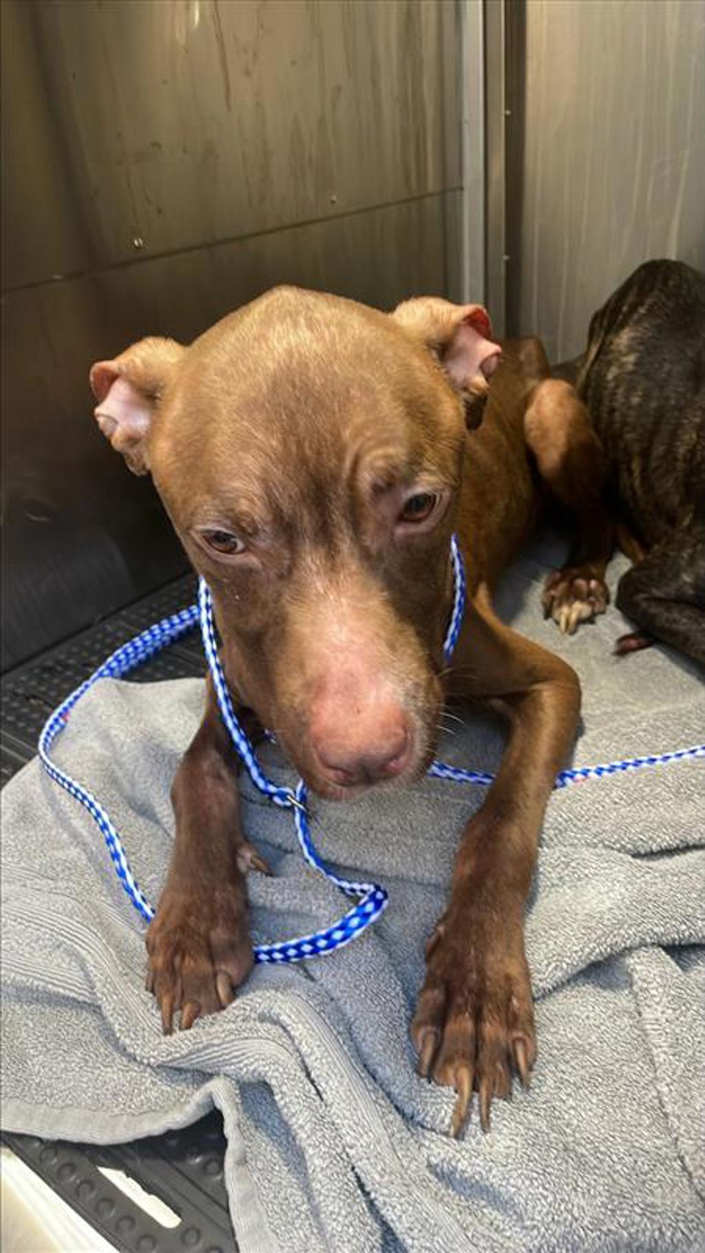 Shelter Stray Female Dog last seen Near N Bend Drive, AUSTIN, TX, 78758, 7201 Levander Loop bldg a, Austin, TX 78702, USA