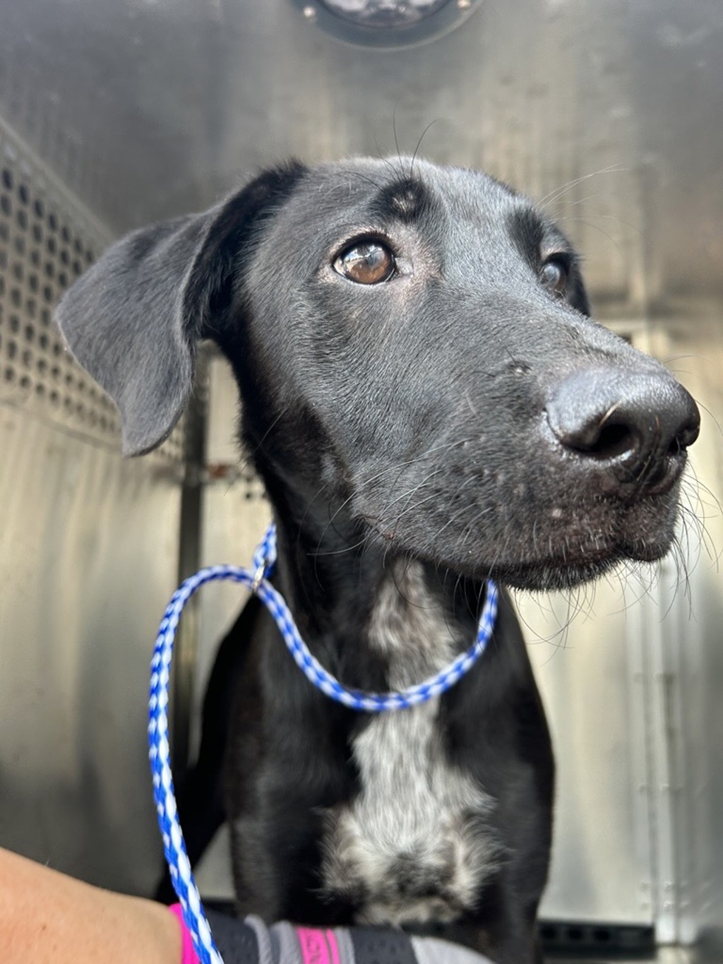 Shelter Stray Male Dog last seen Near N Interstate Highway 35, AUSTIN, TX, 78753, 7201 Levander Loop bldg a, Austin, TX 78702, USA
