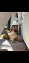 Reunited Male Cat last seen 29e Thorney crescent, sW11 3TT, Greater London, England SW11