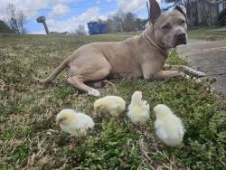 Lost Female Dog last seen Mt. View road, Rickwood Caverns, Hayden, AL 35079