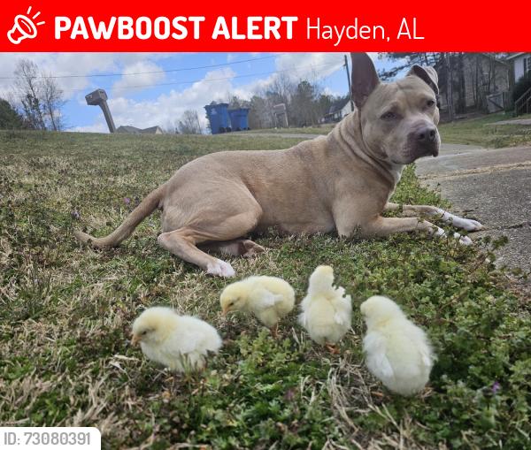 Lost Female Dog last seen Mt. View road, Rickwood Caverns, Hayden, AL 35079