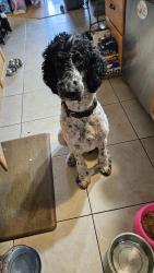 Reunited Male Dog last seen Berkshire, Port St. Lucie, FL 34952