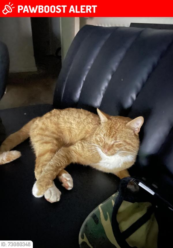 Lost Male Cat last seen Near Sainsbury’s Garage, Perton, England WV6 7QF