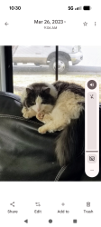 Lost Male Cat last seen hampden and tower, Aurora, CO 80013