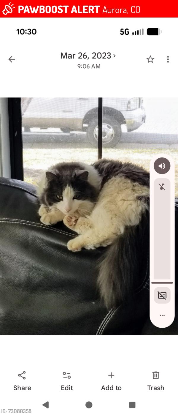 Lost Male Cat last seen hampden and tower, Aurora, CO 80013