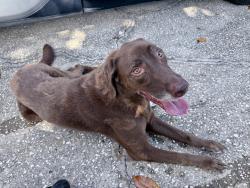 Found/Stray Male Dog last seen White rd & Clark rd, Ocoee, FL 34761