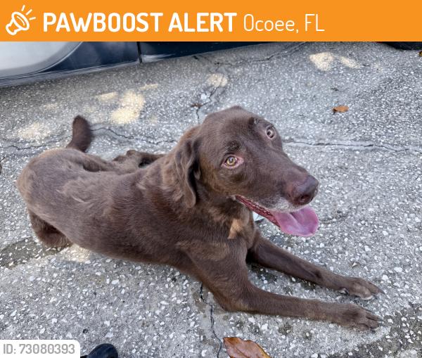 Found/Stray Male Dog last seen White rd & Clark rd, Ocoee, FL 34761