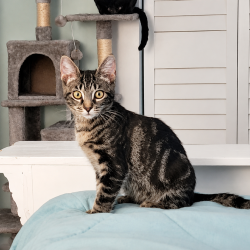 Shelter Stray Female Cat last seen , 8020 Washington St, Port Richey, FL 34668, USA
