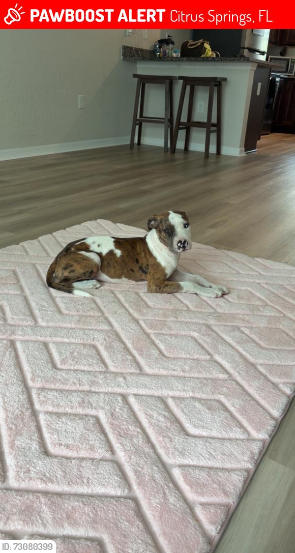 Lost Female Dog last seen Citrus springs blvd, Citrus Springs, FL 34434