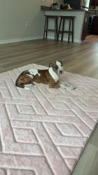 Lost Female Dog last seen Citrus springs blvd, Citrus Springs, FL 34434