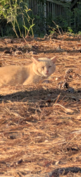 Found/Stray Unknown Cat last seen Lake Rim Park Fayetteville NC, Fayetteville, NC 28314