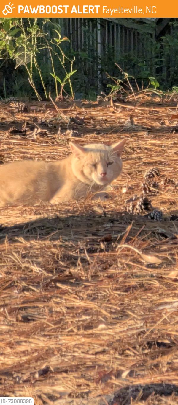Found/Stray Unknown Cat last seen Lake Rim Park Fayetteville NC, Fayetteville, NC 28314
