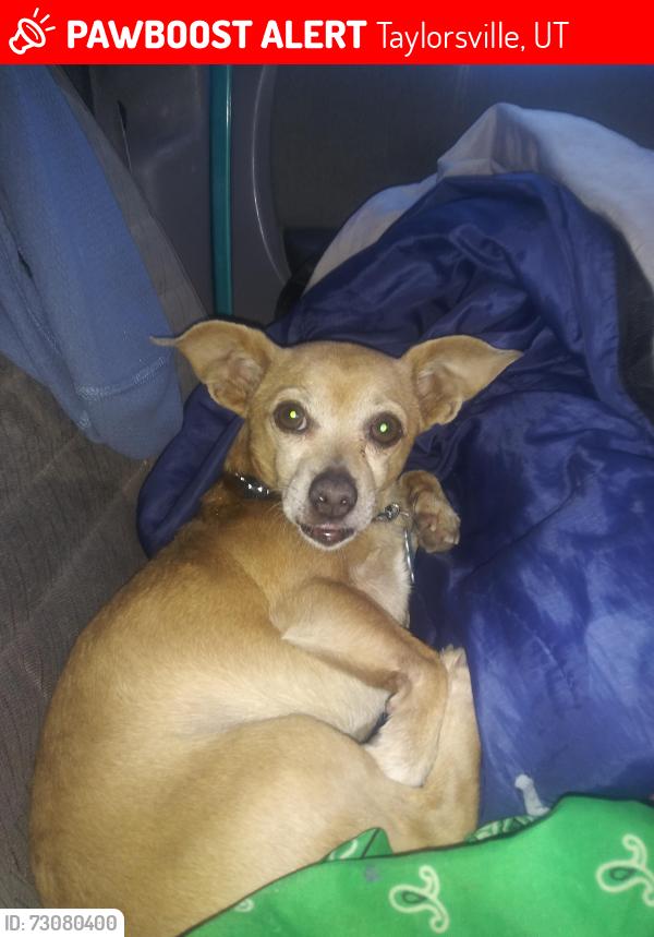 Lost Male Dog last seen Checer auto, Taylorsville, UT 84129