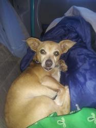 Lost Male Dog last seen Checer auto, Taylorsville, UT 84129