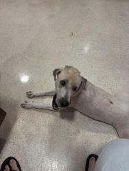 Reunited Female Dog last seen Jackson st and Aurora St, Cocoa, FL 32922