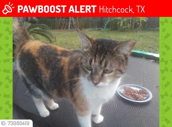 Lost Female Cat last seen Greenwood Dr, Hitchcock, TX 77563