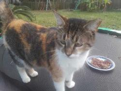 Lost Female Cat last seen Greenwood Dr, Hitchcock, TX 77563