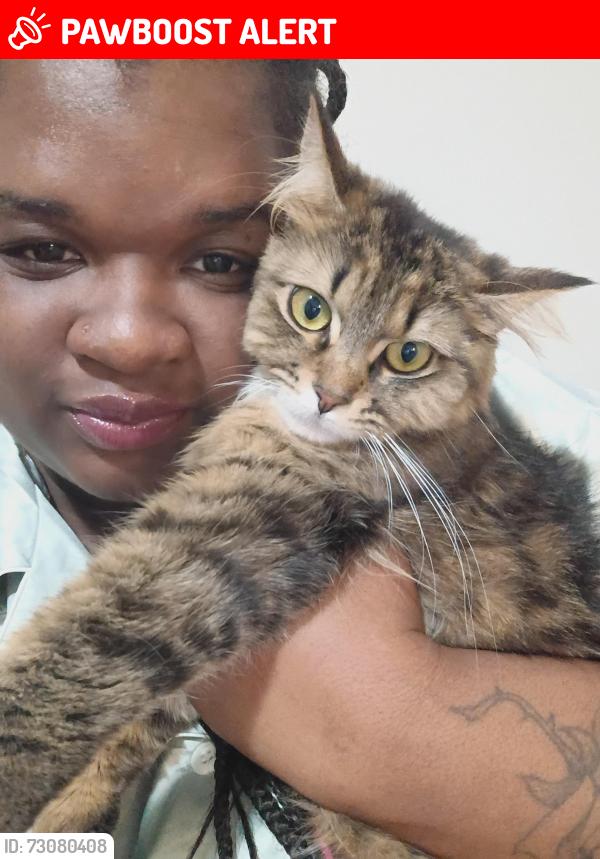 Lost Female Cat last seen Airport rd , Van syckle ave .Northrup, Waterford Township, MI 48329