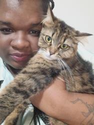 Lost Female Cat last seen Airport rd , Van syckle ave .Northrup, Waterford Township, MI 48329