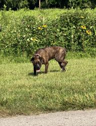 Found/Stray Unknown Dog last seen Near Reneau Ave, Galloway, OH 43119, Galloway, OH 43119