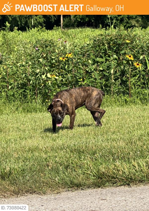Found/Stray Unknown Dog last seen Near Reneau Ave, Galloway, OH 43119, Galloway, OH 43119