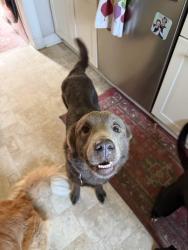 Found/Stray Female Dog last seen E Washington st. Highland springs, Highland Springs, VA 23075