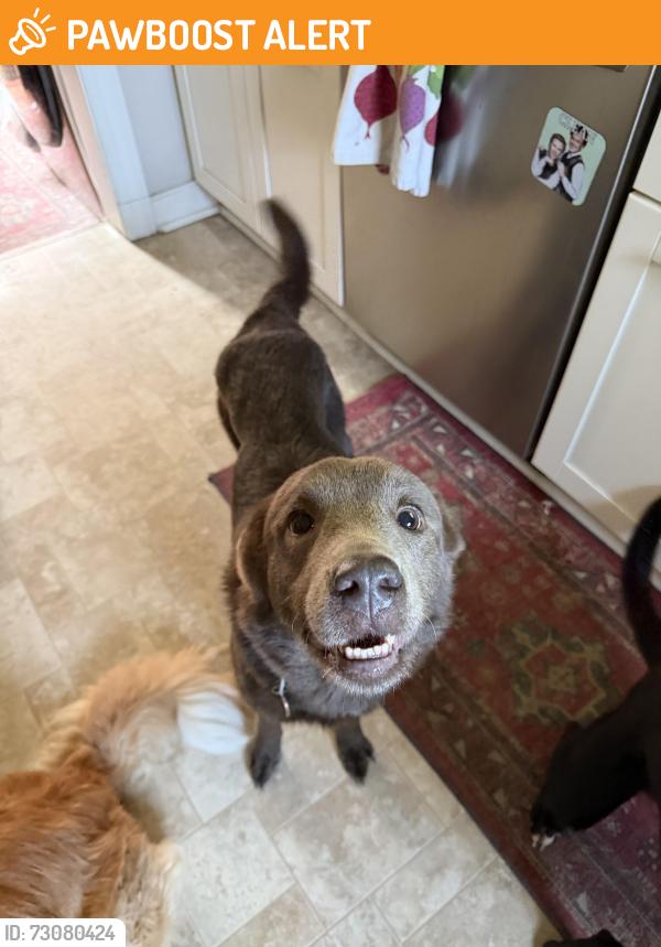 Found/Stray Female Dog last seen E Washington st. Highland springs, Highland Springs, VA 23075