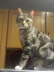 Lost Male Cat last seen Across the street from Terminal West, Atlanta, GA 30318