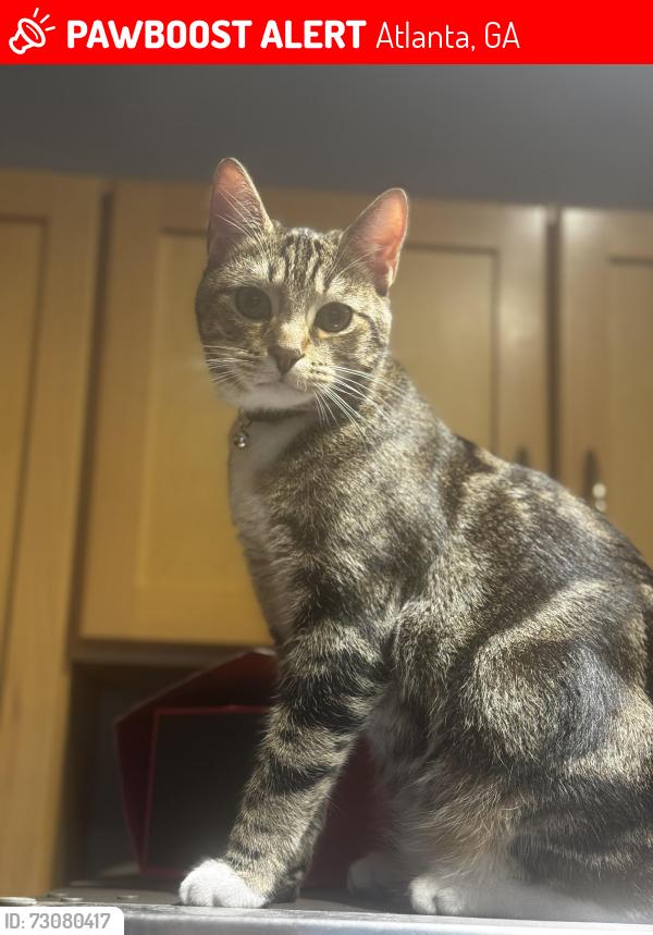 Lost Male Cat last seen Across the street from Terminal West, Atlanta, GA 30318