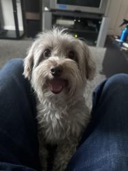 Found/Stray Male Dog last seen macdonalds, Las Vegas, NV 89130