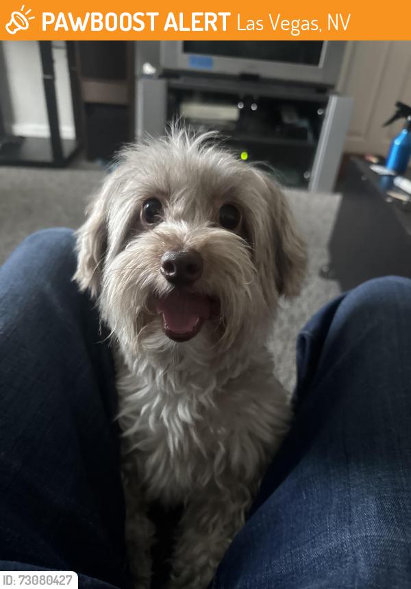 Found/Stray Male Dog last seen macdonalds, Las Vegas, NV 89130