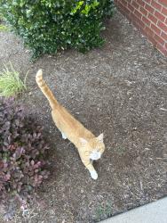 Found/Stray Male Cat last seen Near intersection of robinhood and meadowlark, Winston-Salem, NC 27108