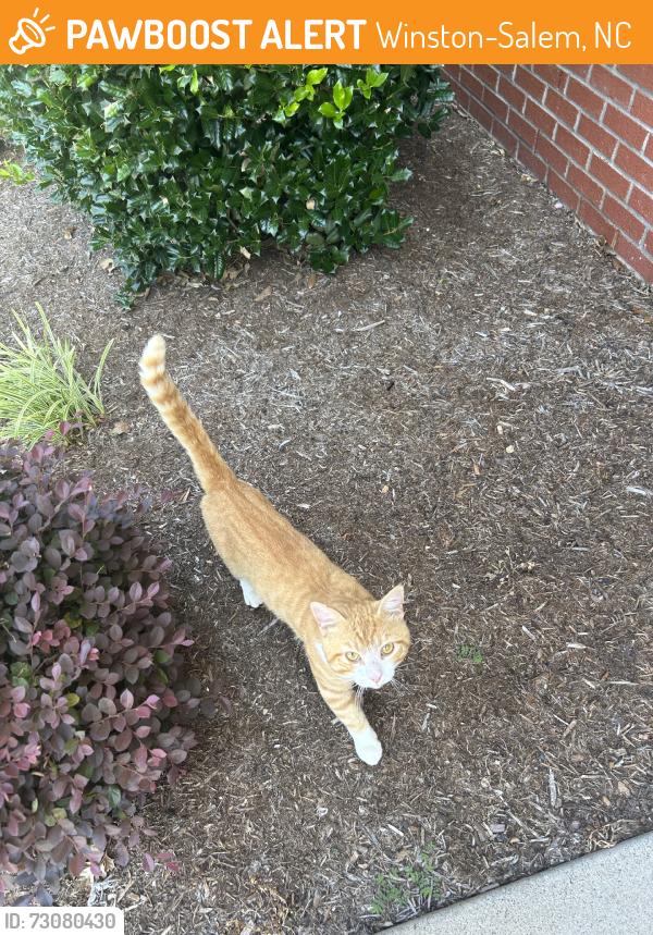 Found/Stray Male Cat last seen Near intersection of robinhood and meadowlark, Winston-Salem, NC 27108