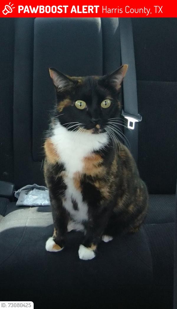 Lost Female Cat last seen Prince Creek drive and Shillington Dr Intersection, Harris County, TX 77450