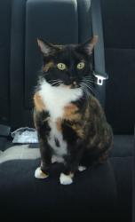 Lost Female Cat last seen Prince Creek drive and Shillington Dr Intersection, Harris County, TX 77450