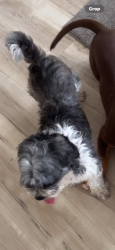 Lost Female Dog last seen Near n Hopkins st, Milwaukee, WI 53209