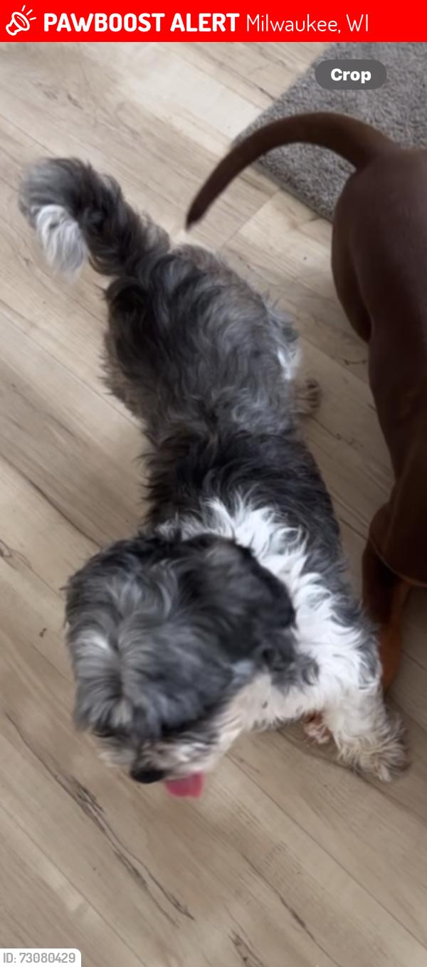 Lost Female Dog last seen Near n Hopkins st, Milwaukee, WI 53209