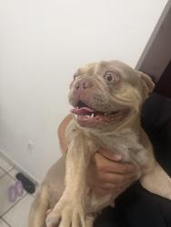 Found/Stray Female Dog last seen Hialeah, Hialeah, FL 33013