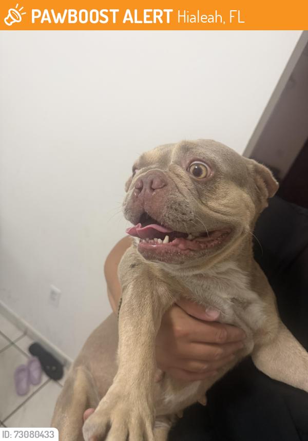 Found/Stray Female Dog last seen Hialeah, Hialeah, FL 33013