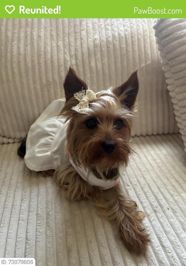 Reunited Female Dog last seen Motel Deska in wernersville PA, Wernersville, PA 19565