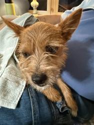 Found/Stray Female Dog last seen Daughtery Rd & Boyd Court, North Lakeland, Lakeland, FL 33810